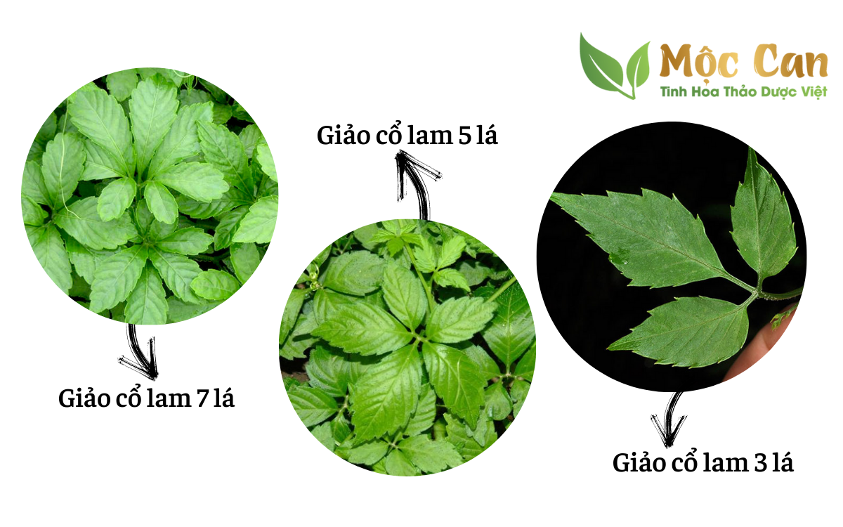 Giảo cổ lam là gì? 1